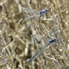 _MG_2254 Lestes macrostigma tandem